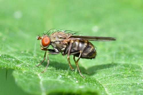 Réf. 205 888 : Notiphila sp.